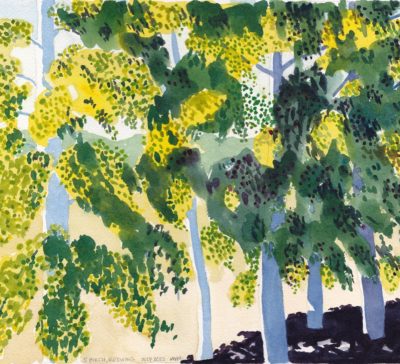 Small original watercolour painting of a grove of five birch trees shimmering in the summer afternoon light