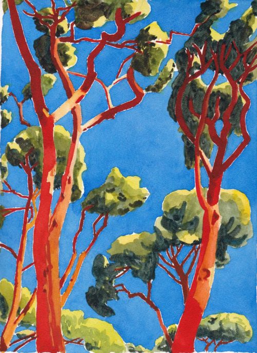 Original watercolour painting, small, of pine trees against a dazzling blue sky.