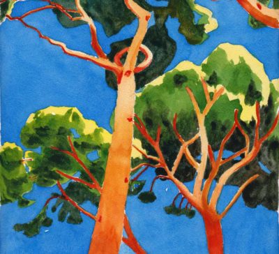 small original watercolour painting of an upward view of pines trees against a deep blue sky